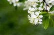 Cherry blossom closeup over natural background