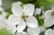 Cherry blossom closeup over natural background