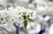 Cherry blossom closeup over natural background