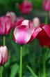 Spring background with tulips