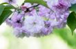 sakura. cherry blossom in springtime, beautiful pink flowers