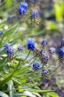 Blue flowers Muscari or murine hyacinth buds and leaves (selecti