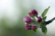 blossom apple tree. Apple flowers close-up. 