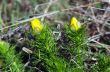 Wild yellow adonis growing in nature, floral natural background