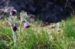 Pasque Wild Flower Group in setting sun 