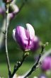 magnolia tree blossom