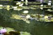 image of a lotus flower on the water 