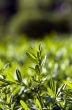 grass and dew abstract background 