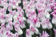 Spring background with tulips over natural background