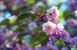 sakura. cherry blossom in springtime, beautiful pink flowers 