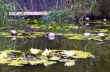 image of a lotus flower on the water 