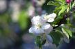 blossom apple tree. Apple flowers close-up.
