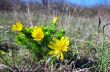 Wild yellow adonis growing in nature, floral natural background