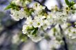Cherry blossom closeup over natural background 