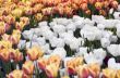 Spring background with tulips