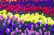 Spring background with tulips 
