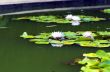 image of a lotus flower on the water 
