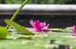 image of a lotus flower on the water 