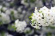 Cherry blossom closeup over natural background 