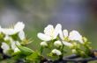 Cherry blossom closeup over natural background 