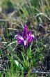 Close-up of violet wild iris 