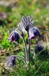 Pasque-flower growing in nature on sunset, macro spring floral b