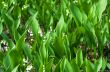 Forest landscape with Lily of the valley 