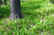 Forest landscape with Lily of the valley 