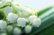 Close up of Lily of the valley