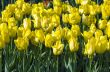 Spring background with tulips over natural background 