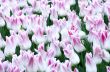 Spring background with tulips over natural background 