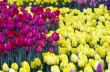 Spring background with tulips over natural background 