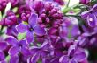 Blooming lilac flowers. Abstract background. Macro photo. 
