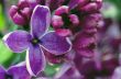 Blooming lilac flowers. Abstract background. Macro photo. 
