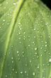 grass and dew abstract background 