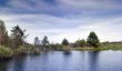 lake and spring forest. Nature composition