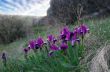 Close-up of violet wild iris 