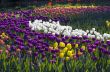 Spring background with tulips 