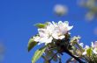 blossom apple tree. Apple flowers close-up.