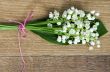 Close up of Lily of the valley