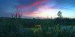 Spring landscape with yellow flower on hill and majestic sunset 