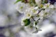 Cherry blossom closeup over natural background