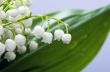 Close up of Lily of the valley 