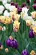 Spring background with tulips