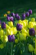 Spring background with tulips