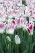 Spring background with tulips