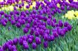 Spring background with tulips