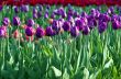 Spring background with tulips