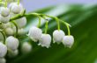 Close up of Lily of the valley