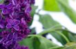 Blooming lilac flowers. Abstract background. Macro photo. 